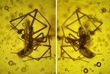 Detailed Fossil Spider and Small Beetle in Baltic Amber #197739-2